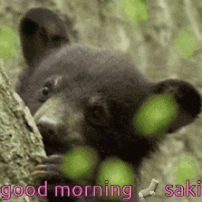 a black bear peeking out from behind a tree trunk with the words " good morning saki " below it