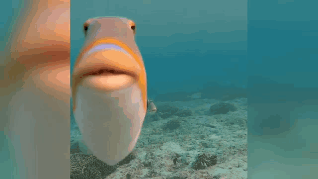 a fish with its mouth open is swimming in the ocean .