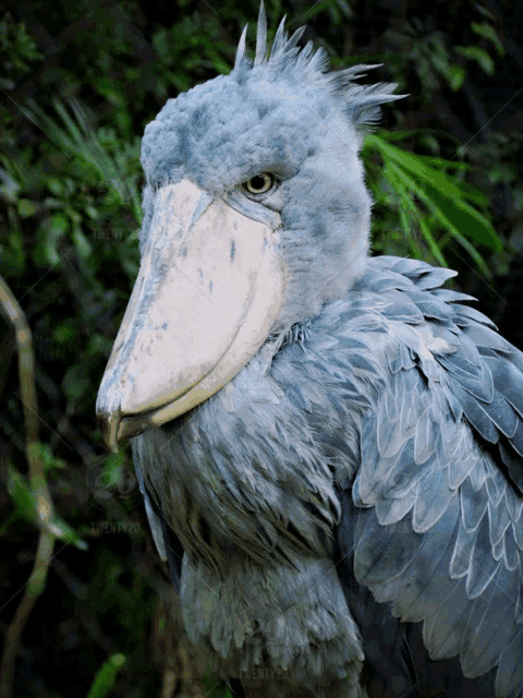 a bird with a very large beak is looking at the camera with a green background