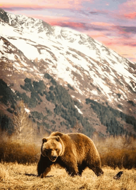 a large brown bear walking in a field with mountains in the background