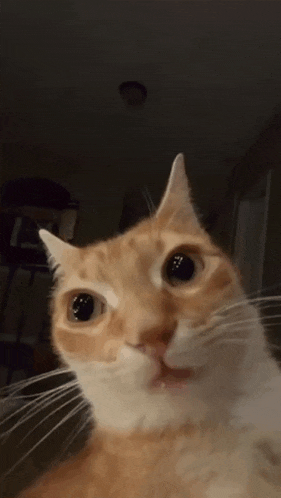 a close up of an orange and white cat 's face