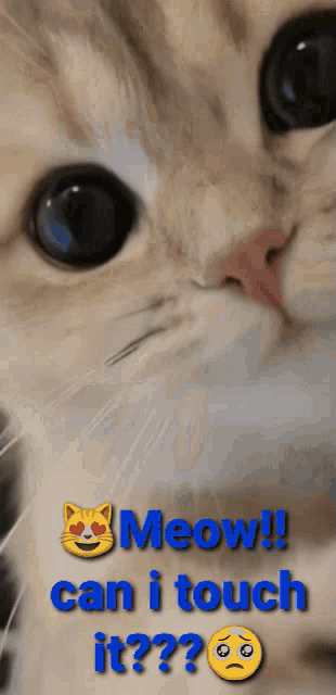 a close up of a cat 's face with the words meow can i touch it