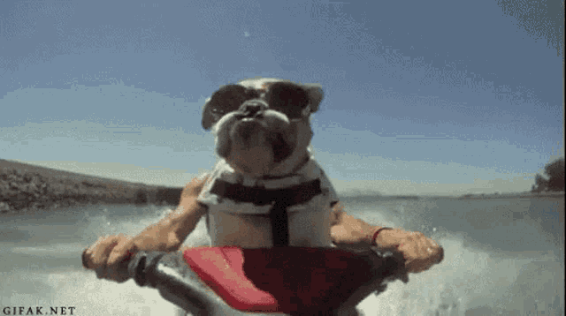 a bulldog wearing sunglasses is riding a jet ski in the water .