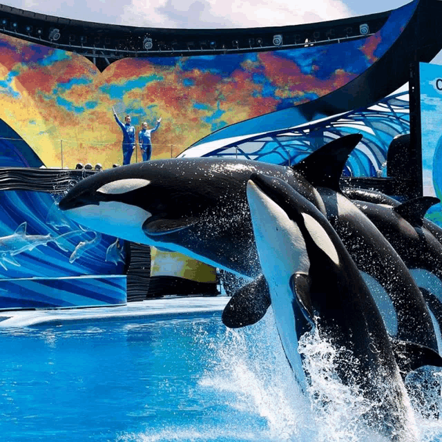 a group of killer whales are jumping out of the water at an aquarium