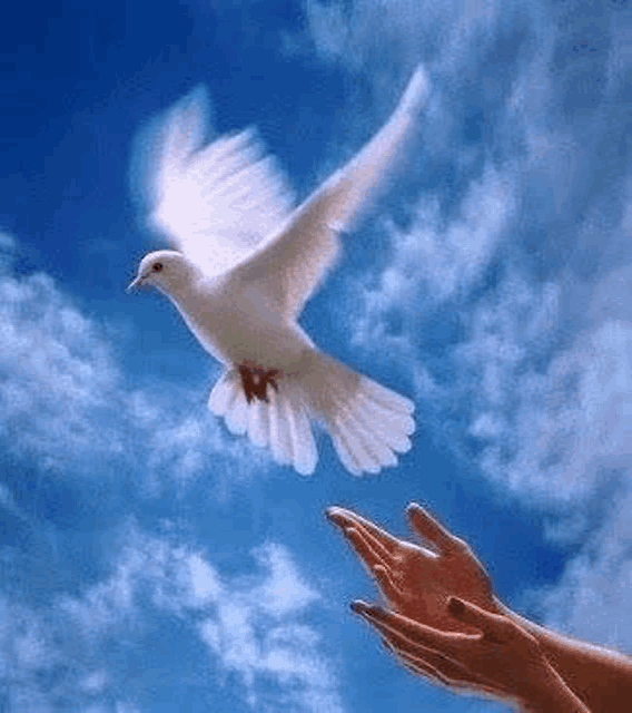 a person is holding a white dove in their hands .