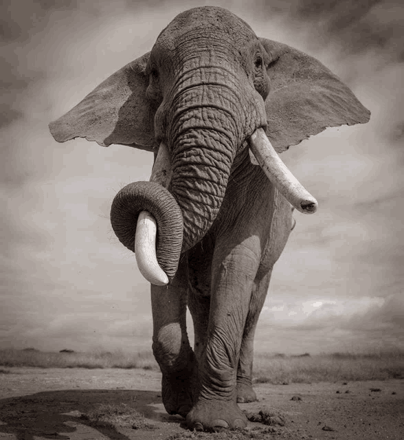 a black and white photo of an elephant with its trunk in the air