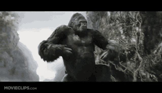 a gorilla is standing on top of a rocky hill .