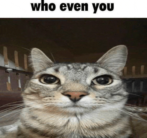 a cat is looking at the camera with the words `` who even you '' written below it .