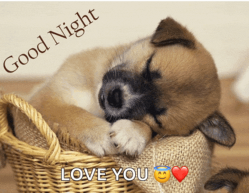 a puppy sleeping in a wicker basket with the words good night love you below it