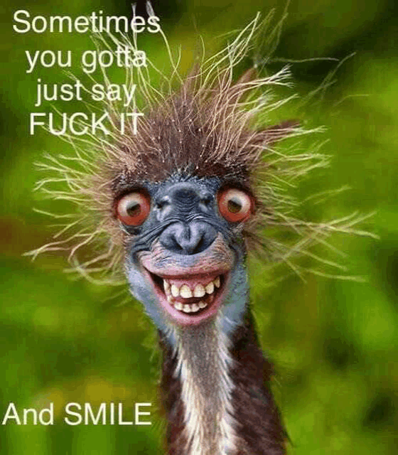 a picture of an ostrich with a funny face and the words " sometimes you gotta just say fuck it and smile "