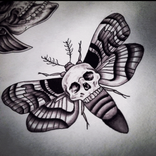 a black and white drawing of a moth with a skull on it 's head