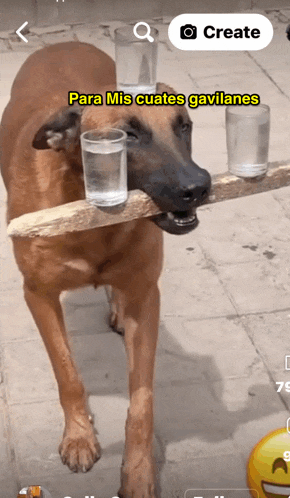 a dog is holding a stick in its mouth and the words para mis cuates gavilanes are above the dog