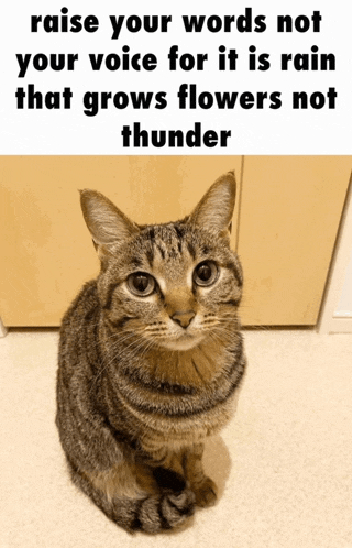 a cat with a caption that says " raise your words not your voice for it is rain that grows flowers not thunder