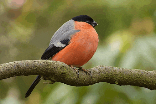 a red and gray bird perched on a branch