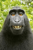 a black monkey with orange eyes is smiling and looking at the camera