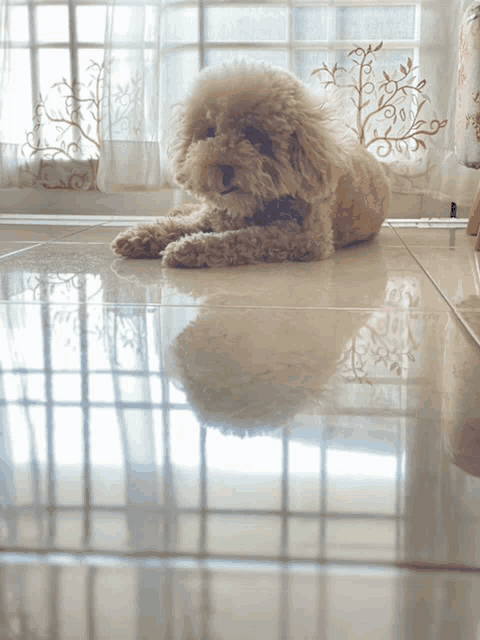 a small white dog laying on a tile floor in front of a window