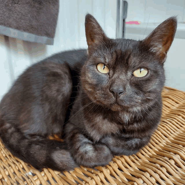 a black cat with yellow eyes laying on a wicker basket