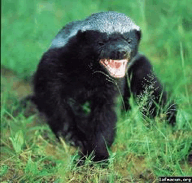 a honey badger is standing in the grass with its mouth open and teeth showing .