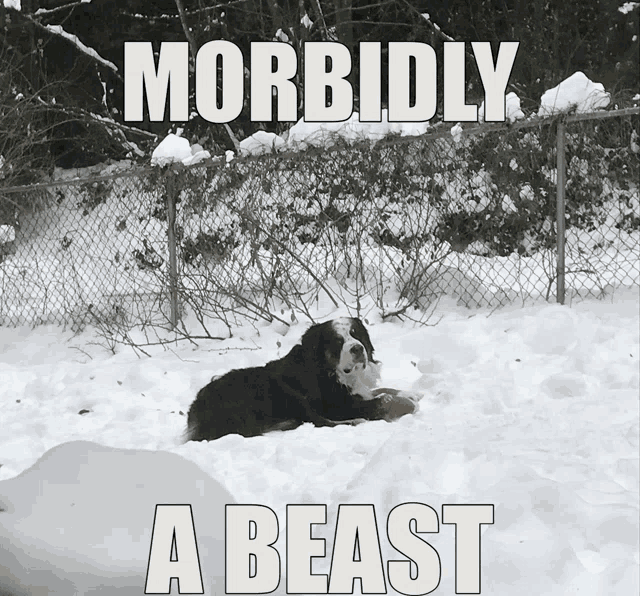 a dog laying in the snow with the words morbidly a beast