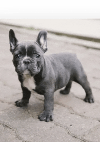 a small french bulldog puppy is standing on a brick sidewalk looking at the camera .