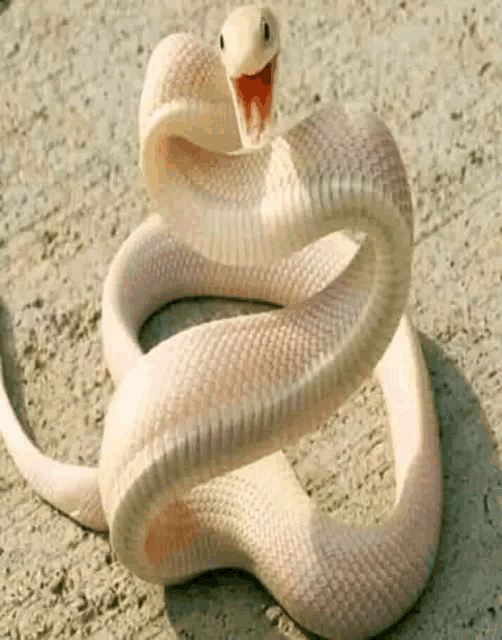 a close up of a white snake with its mouth open on a concrete surface .