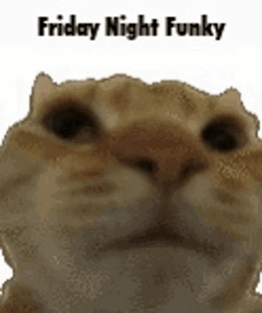 a close up of a cat 's face with the words `` friday night funky '' above it .