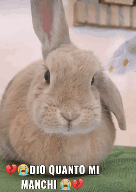 a picture of a rabbit with the words dio quanto mi manchi on it