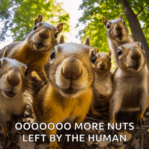 a group of squirrels are looking at the camera with the caption " more nuts left by the human "