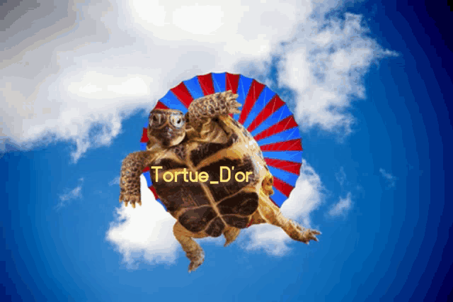 tortue d' or is the name of the turtle in the picture