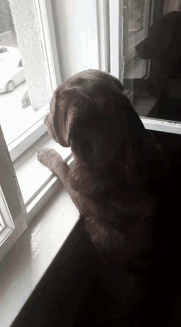 a brown dog looking out a window with its paw on the window sill