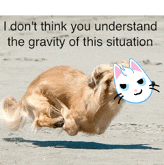 a picture of a dog jumping in the air with the words " i don t think you understand the gravity of this situation "