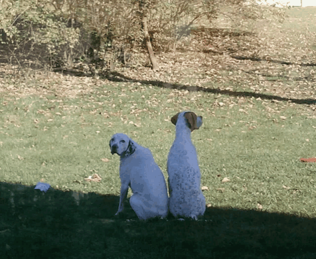 two dogs are sitting on the grass looking at something