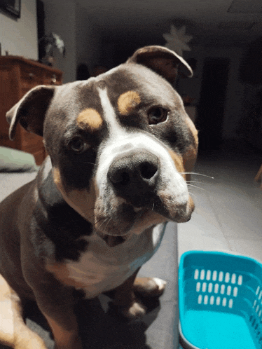 a brown and white dog is looking at the camera