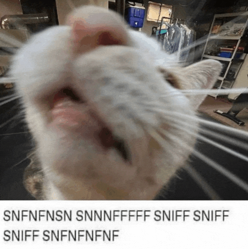 a close up of a cat 's nose with the caption sniff sniff sniff sniff