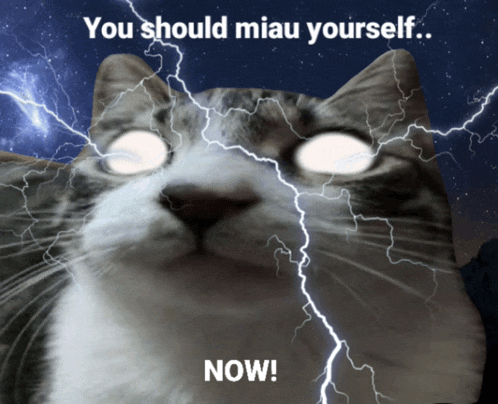 a cat with lightning bolts coming out of its eyes and the words " you should miau yourself now "