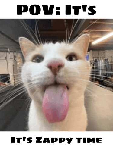 a white cat with a pink tongue sticking out is making a funny face .