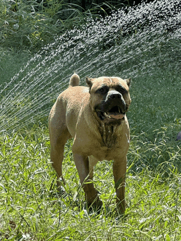 a dog standing in a field with a sprinkler spraying water