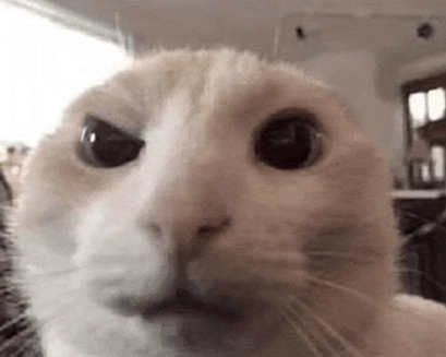 a close up of a cat 's face looking at the camera with a serious look on its face .