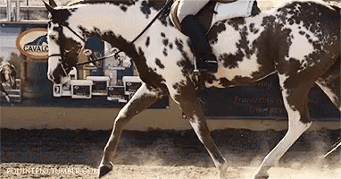 a brown and white spotted horse is being ridden by a person in front of a sign that says cavalic