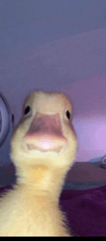 a close up of a duck 's face with a pink beak looking at the camera .