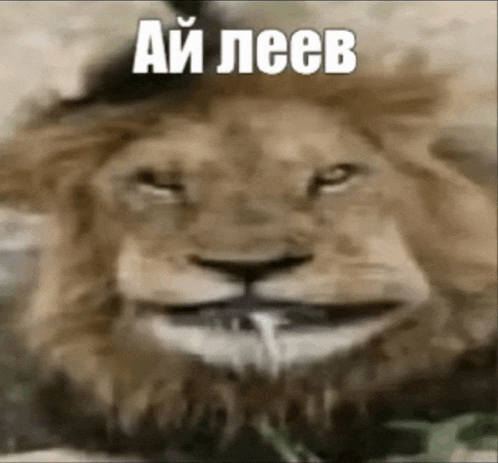 a close up of a lion 's face with the caption " ai leeb "