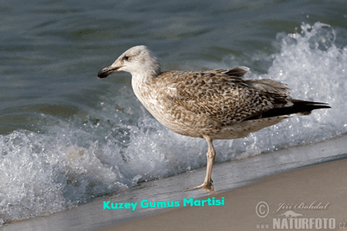 a picture of a seagull on a beach with the name kuzey gumus martisi on it