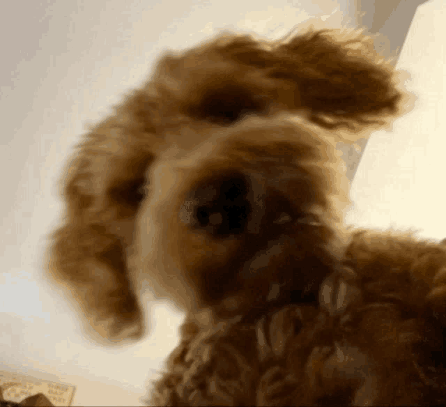 a close up of a dog 's face with a sign in the background that says " i love you "