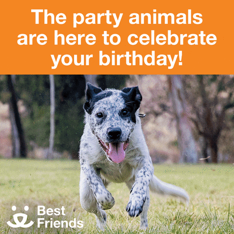 a black and white dog running in a field with the words " the party animals are here to celebrate your birthday " above it