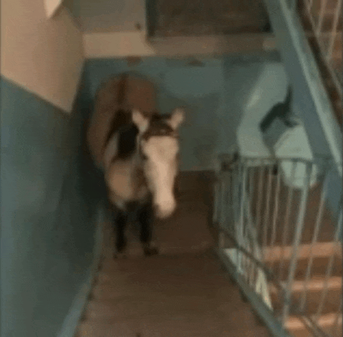 a horse is walking down stairs in a building .