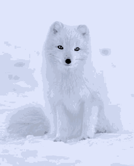 an arctic fox is sitting in the snow looking at the camera .