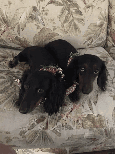 two dachshunds laying on a floral couch with bows around their necks