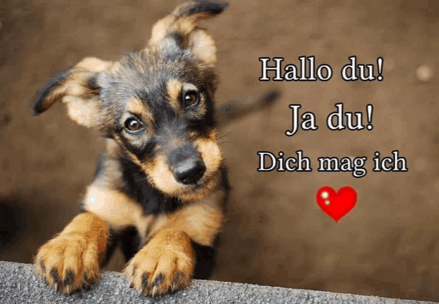 a picture of a puppy with the words hallo du ja du dich mag ich