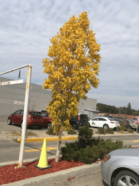 a tree with yellow leaves is in a parking lot with cars