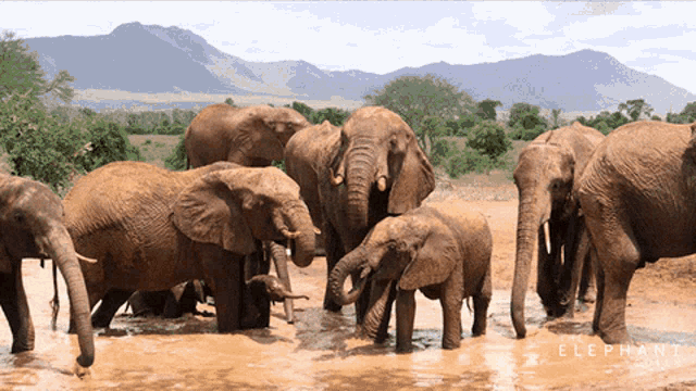 a herd of elephants standing in a muddy field with mountains in the background and the word elephant on the bottom